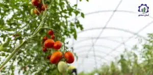 بررسی بازار داخلی و خارجی گلخانه کشت گوجه فرنگی