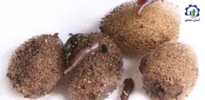 بررسی فرآیند پرورش زالو