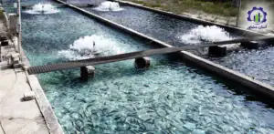 بررسی فرآیند پرورش ماهی قزل آلا