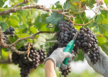 طرح توجیهی احداث فارم پرورش انگور