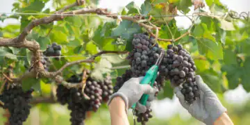 طرح توجیهی احداث فارم پرورش انگور