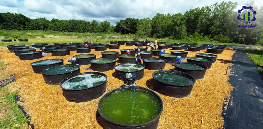 طرح توجیهی احداث فارم پرورش جلبک