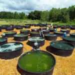 طرح توجیهی احداث فارم پرورش جلبک