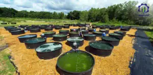 طرح توجیهی احداث فارم پرورش جلبک