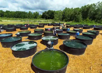 طرح توجیهی احداث فارم پرورش جلبک