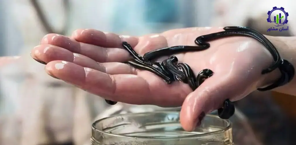 طرح توجیهی احداث فارم پرورش زالو