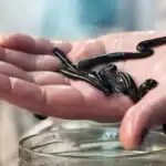 طرح توجیهی احداث فارم پرورش زالو