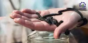 طرح توجیهی احداث فارم پرورش زالو