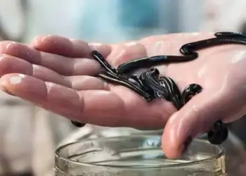 طرح توجیهی احداث فارم پرورش زالو