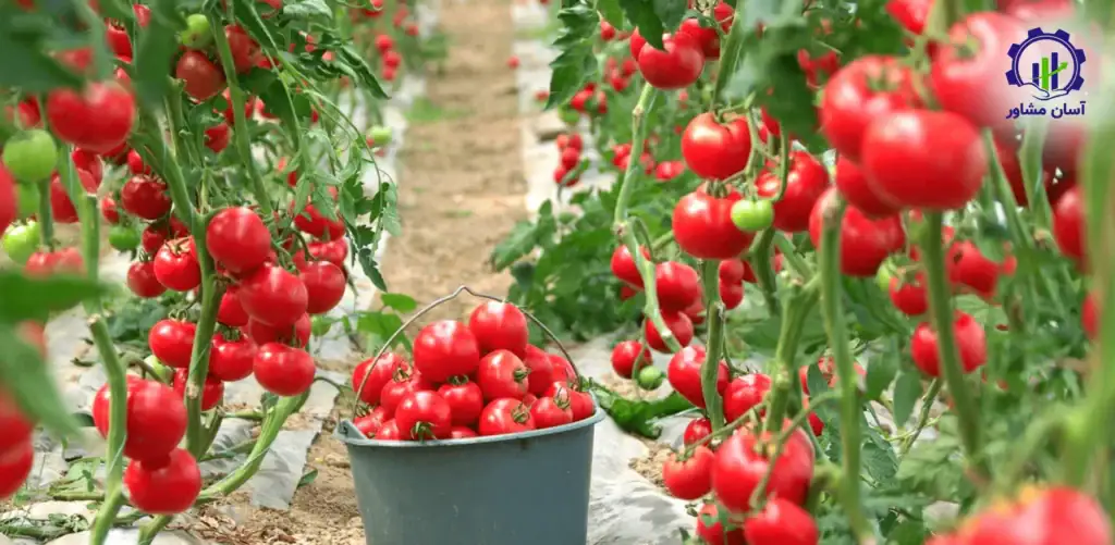 طرح توجیهی احداث گلخانه صیفی جات