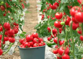 طرح توجیهی احداث گلخانه صیفی جات