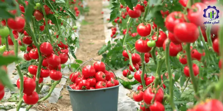 طرح توجیهی احداث گلخانه صیفی جات