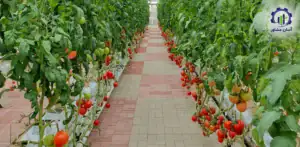 طرح توجیهی احداث گلخانه کشت گوجه فرنگی