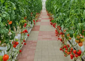 طرح توجیهی احداث گلخانه کشت گوجه فرنگی