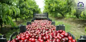 بررسی بازار داخلی و خارجی طرح احداث فارم پرورش گیلاس