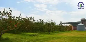 بررسی تجهیزات و تأسیسات احداث باغ پرورش گیلاس