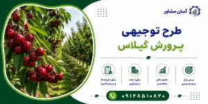 طرح پرورش گیلاس