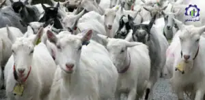 بررسی تجهیزات و تأسیسات احداث فارم پرورش بز شیری سانن