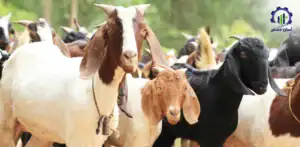 بررسی فرآیند پرورش بز شیری سانن