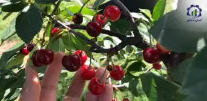 بررسی فرآیند پرورش گیلاس