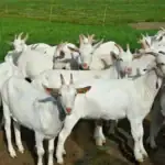 طرح توجیهی احداث فارم پرورش بز شیری سانن