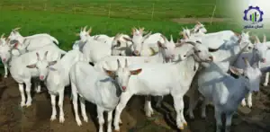 طرح توجیهی احداث فارم پرورش بز شیری سانن