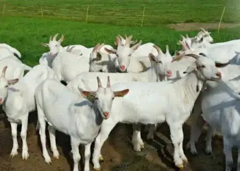 طرح توجیهی احداث فارم پرورش بز شیری سانن