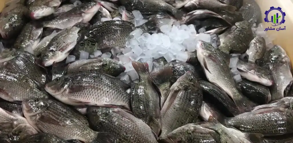 طرح توجیهی احداث فارم پرورش ماهی تیلاپیا