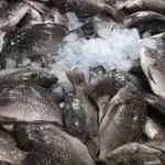 طرح توجیهی احداث فارم پرورش ماهی تیلاپیا