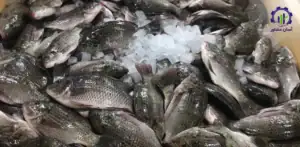 طرح توجیهی احداث فارم پرورش ماهی تیلاپیا