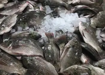 طرح توجیهی احداث فارم پرورش ماهی تیلاپیا