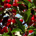طرح پرورش گیلاس
