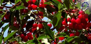 طرح توجیهی احداث فارم پرورش گیلاس