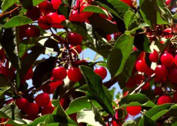 طرح توجیهی احداث فارم پرورش گیلاس