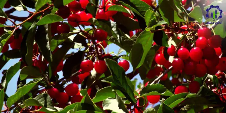 طرح توجیهی احداث فارم پرورش گیلاس