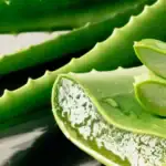 طرح احداث گلخانه پرورش آلوئه ورا