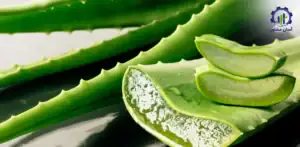 طرح توجیهی احداث گلخانه پرورش آلوئه ورا