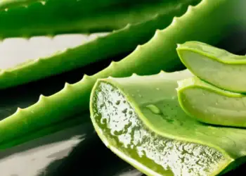 طرح توجیهی احداث گلخانه پرورش آلوئه ورا