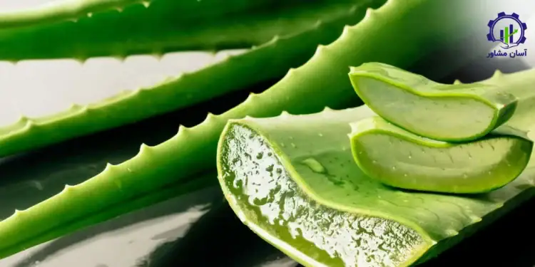طرح توجیهی احداث گلخانه پرورش آلوئه ورا