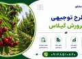 طرح پرورش گیلاس
