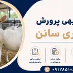 طرح پرورش بز شیری سانن