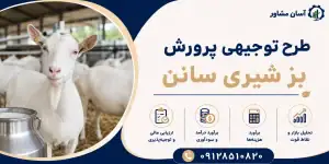 طرح پرورش بز شیری سانن