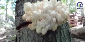 بررسی تجهیزات و تأسیسات احداث فارم پرورش قارچ یال شیر