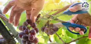 بررسی تجهیزات و تاسیسات فارم پرورش انگور