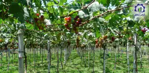 بررسی فرآیند پرورش انگور