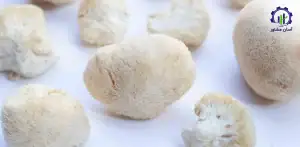 بررسی فرآیند پرورش قارچ یال شیر