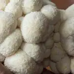 طرح پرورش قارچ یال شیر