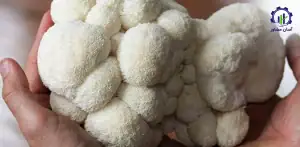 طرح توجیهی احداث فارم پرورش قارچ یال شیر