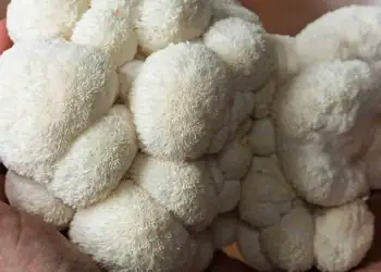 طرح توجیهی احداث فارم پرورش قارچ یال شیر