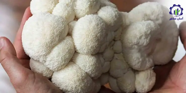 طرح توجیهی احداث فارم پرورش قارچ یال شیر